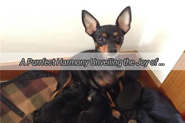 A Purrfect Harmony Unveiling the Joy of Raising Dogs Cats and Parrots Together